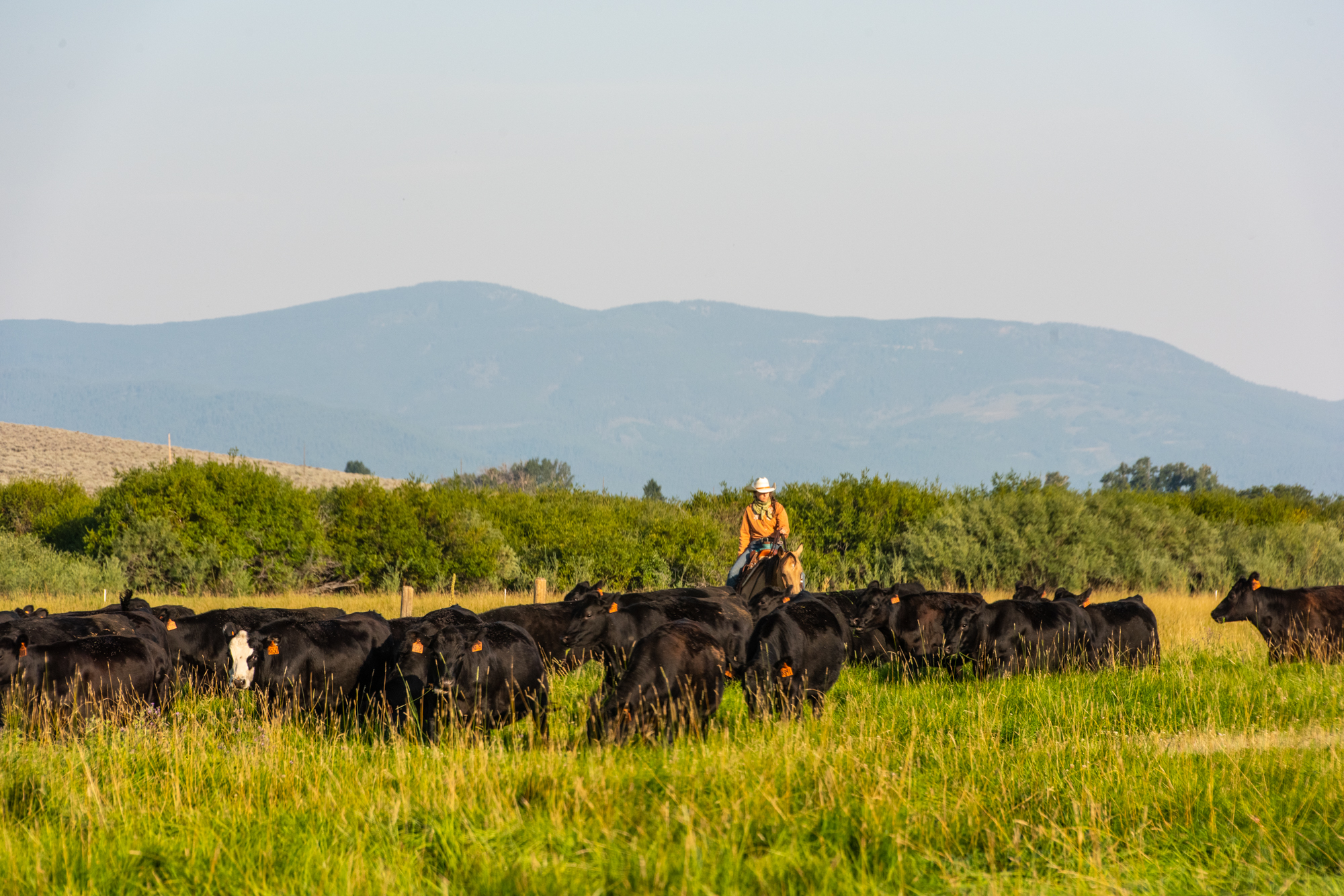 Rangeland producers